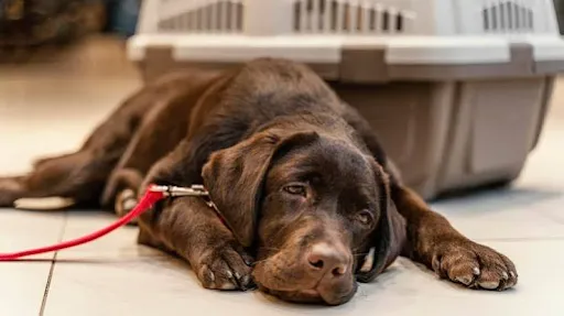 Your Dog Suddenly Can't Stand: What's Happening and What to Do Next