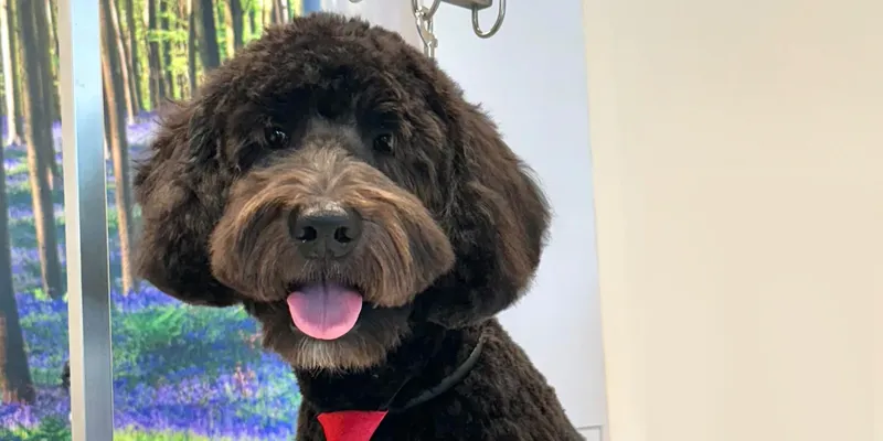 How to Pick the Best Dog Grooming Store for Premium Dog Grooming Packages