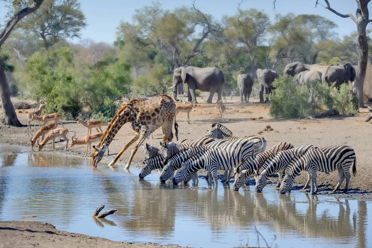 Best Wildlife Experiences in South Africa Beyond Traditional Safaris