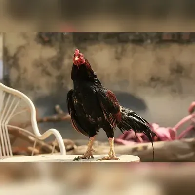 Where to Buy Aseel Birds and Cage Birds for Sale in the USA