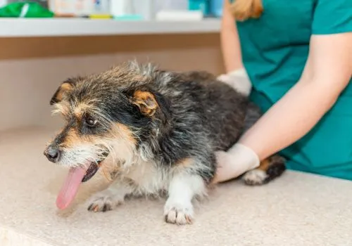 How General Veterinarians Manage Pain in Pets