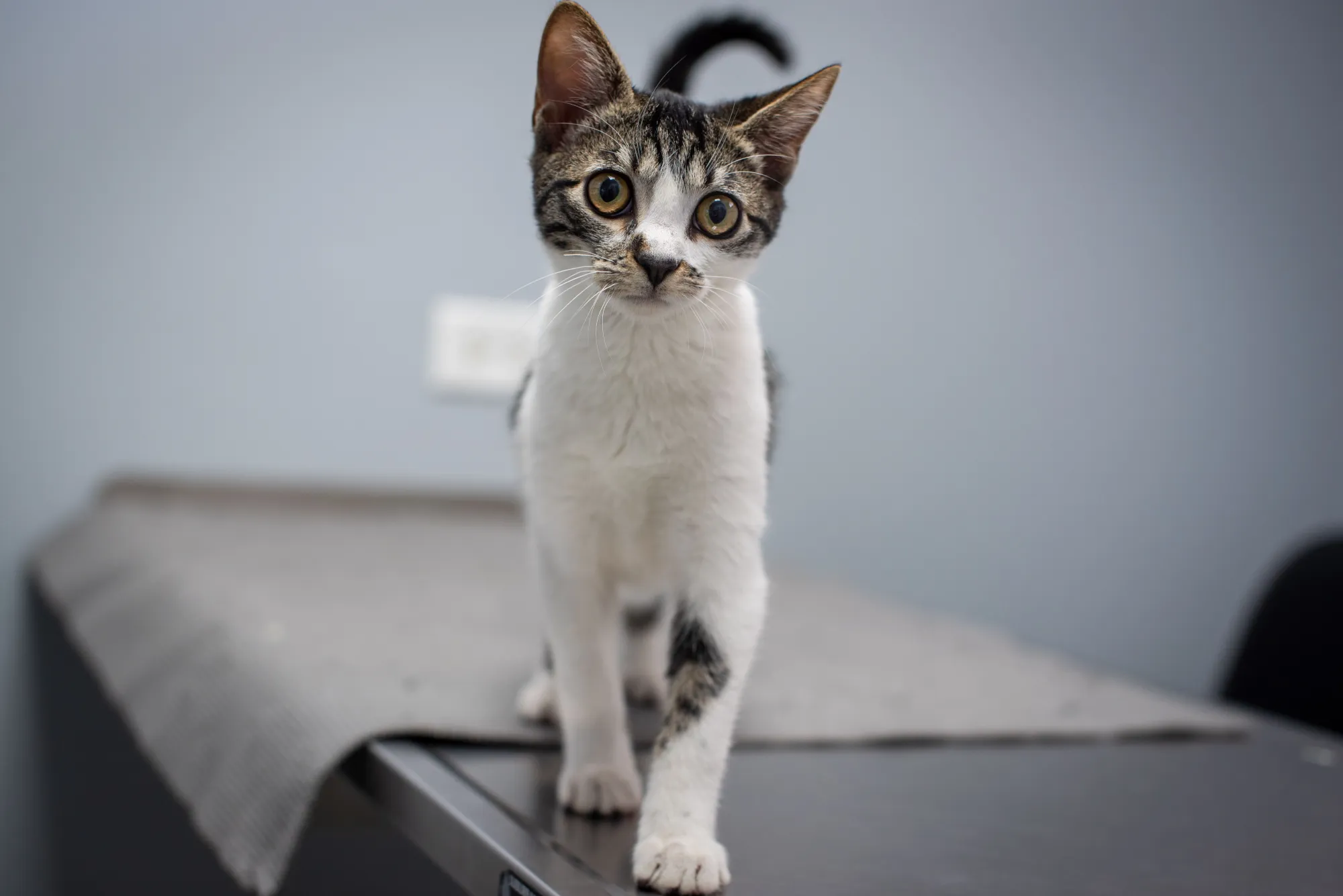 Can You Use Dog Flea Treatment on Cats?