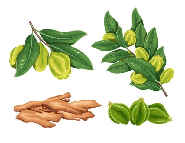 How Preventive Healthcare and Quality Standards Are Shaping Ayurvedic Products in India
