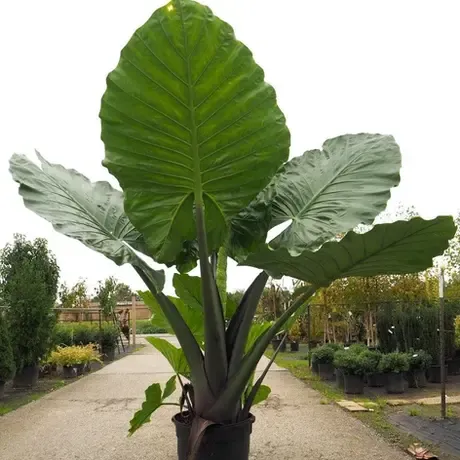 Black Stem Alocasia – Bold Beauty for Shady Garden Spaces