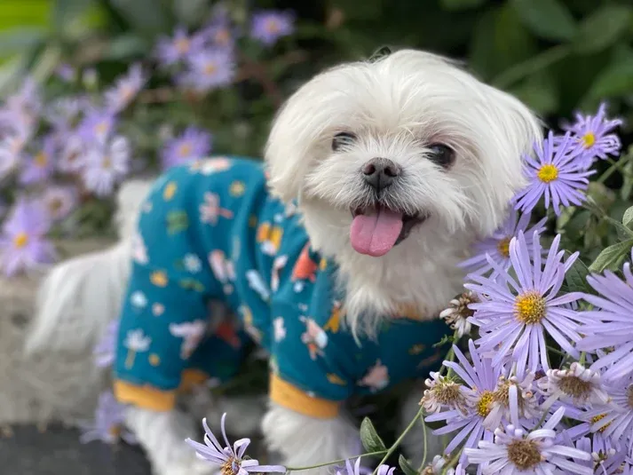 What to Look for in a Pet Clothing Store Before You Buy: A Buyer's Checklist
