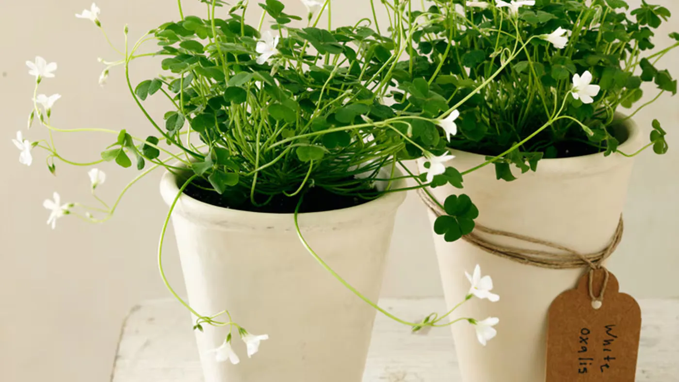 Why Pure White is Ruining Your BTO Vibe (And The Classic Hue You Should Use Instead)