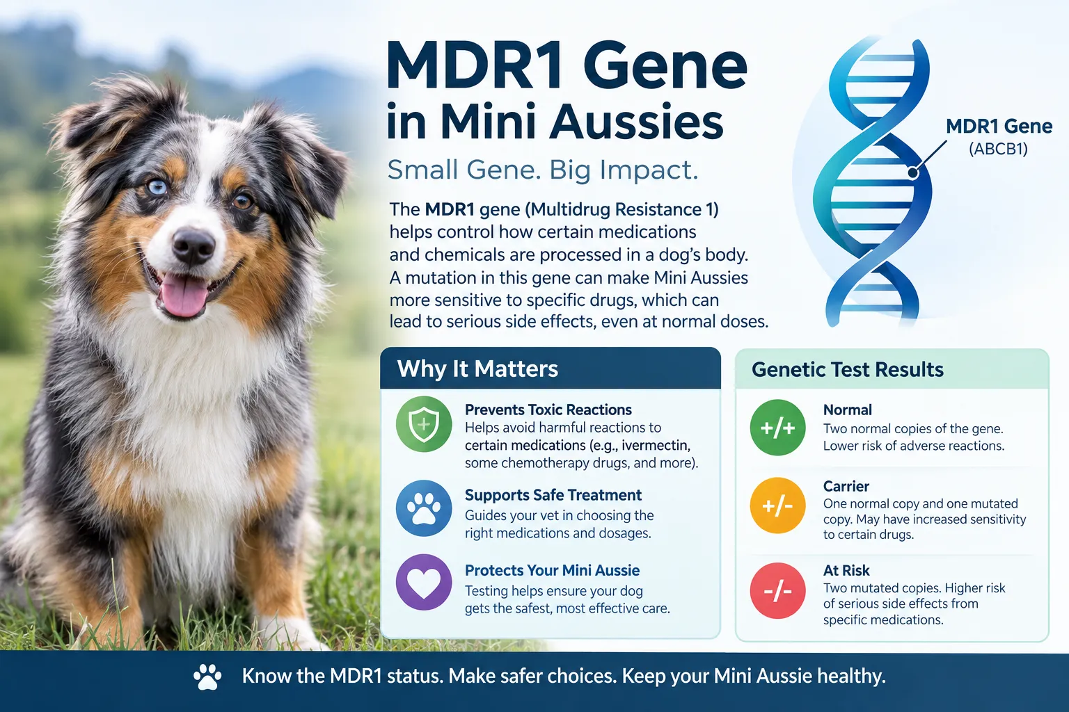 The MDR1 Gene in Mini Australian Shepherds: Complete Owner's Guide to Testing, Symptoms & Safe Medications
