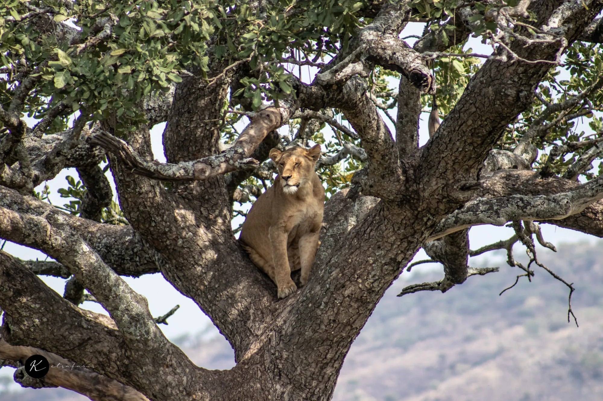 Best Time to Go on Safari from Mombasa: A Season-by-Season Guide