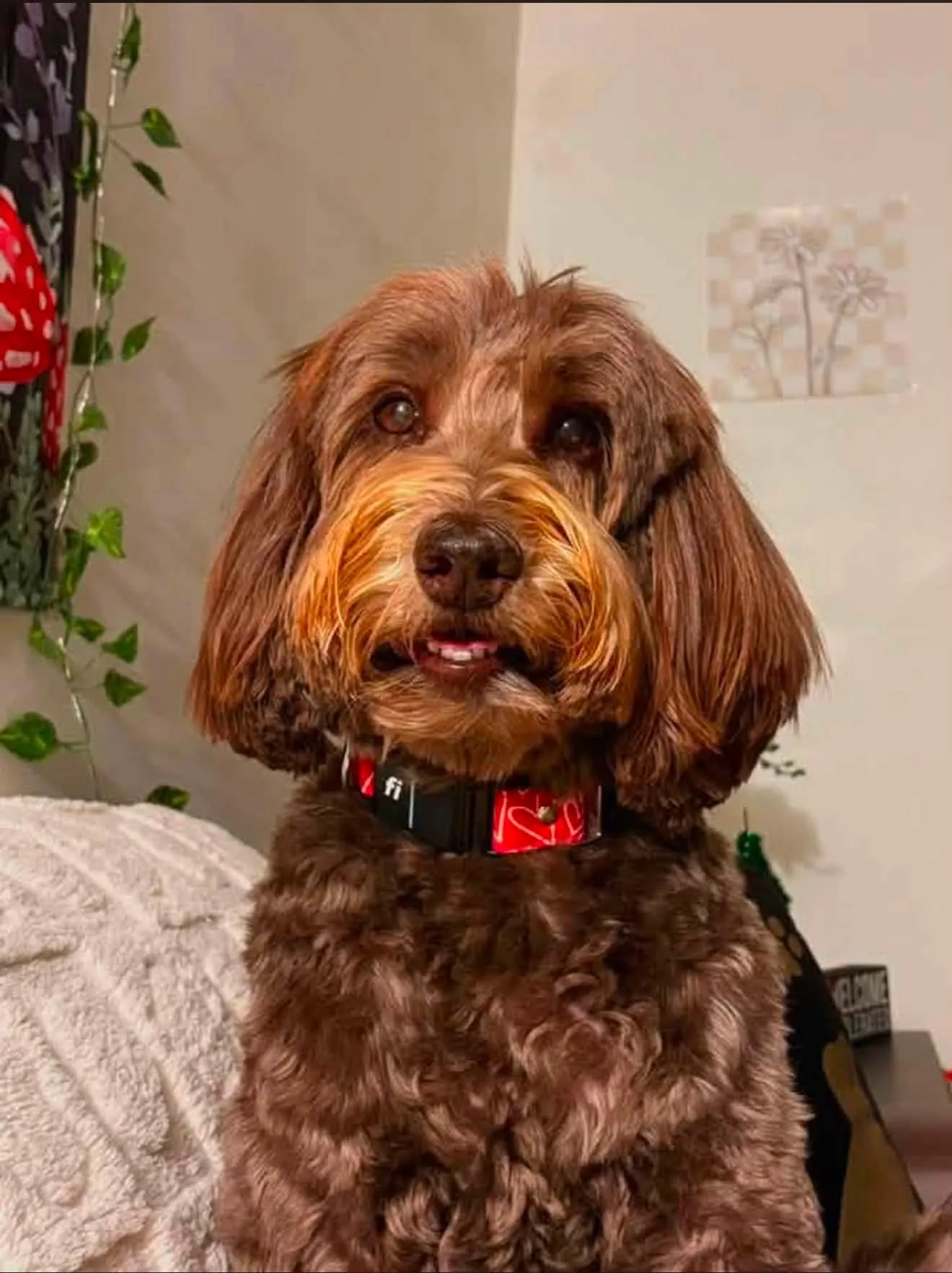 How Can You Assess an Australian Labradoodle Breeding Program?