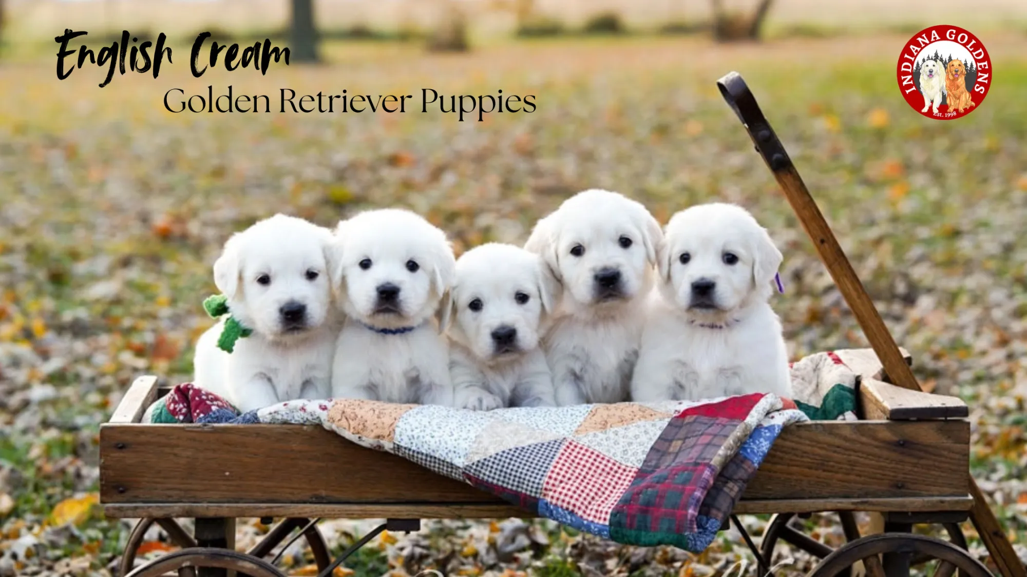 English Cream Golden Retriever Puppies: A Complete Guide for Families