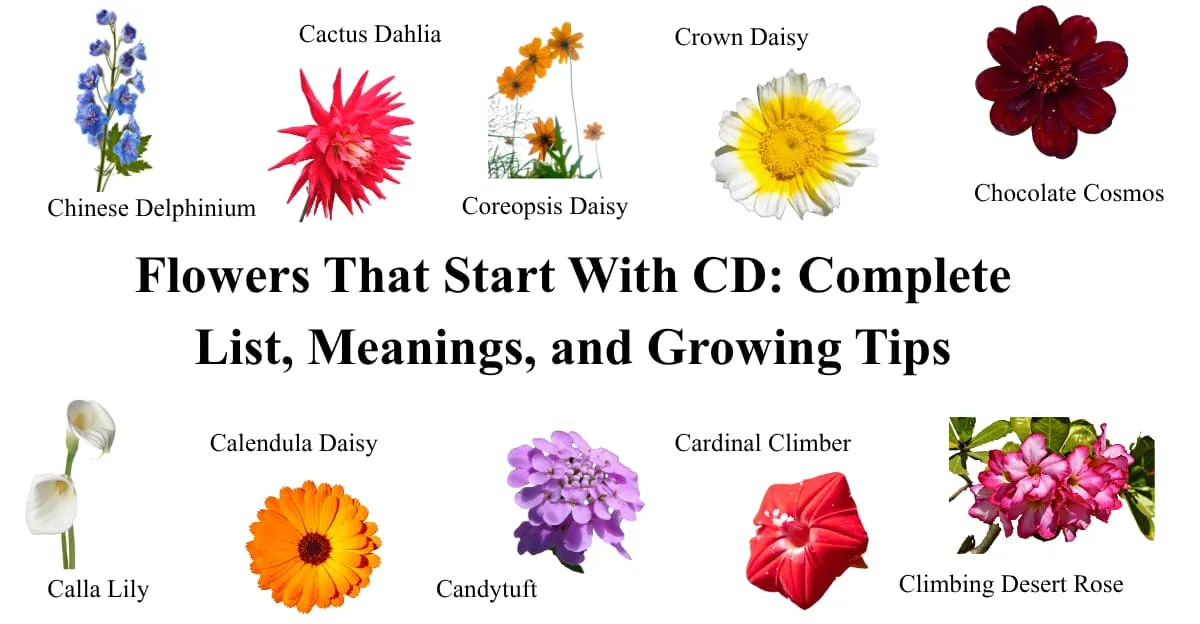 Flowers That Start With CD: Complete List, Meanings, and Growing Tips
