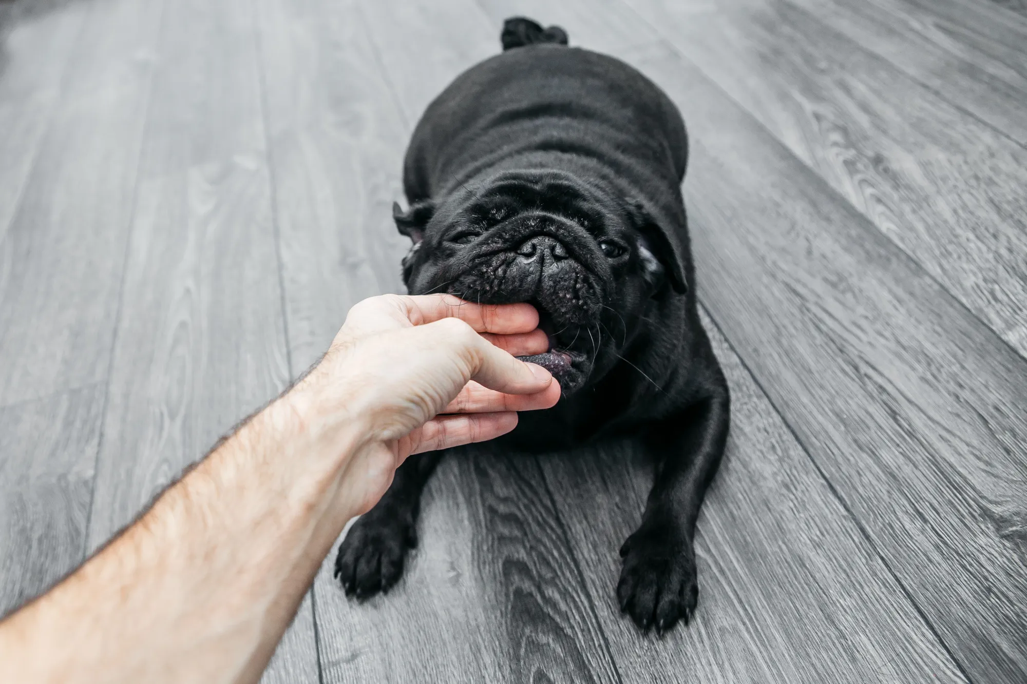 Bitten By a Dog? Here's How to Pursue Legal Action