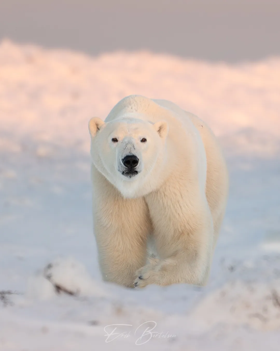 Explore the Hudson Bay Polar Bear Tour Experience