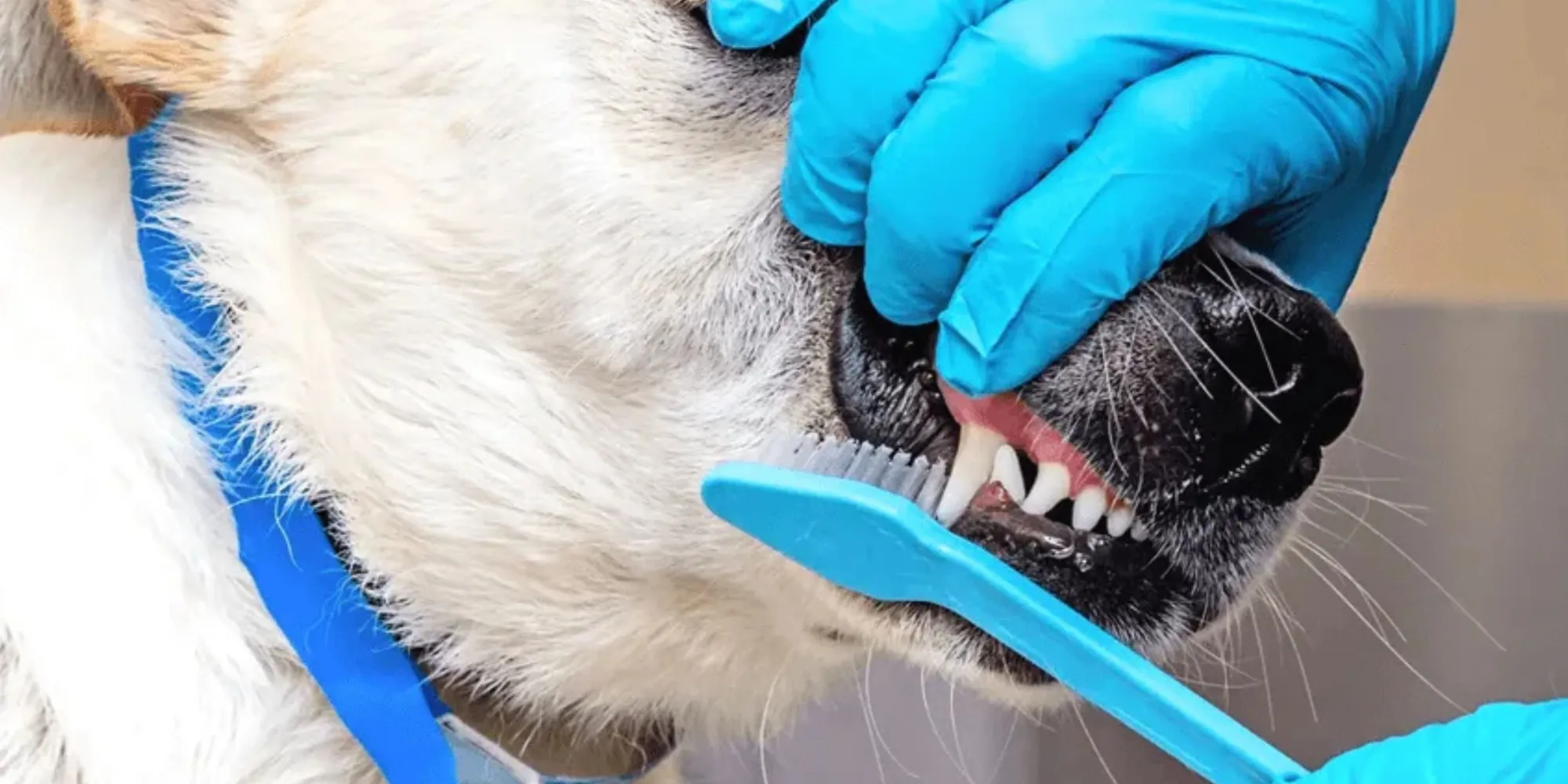 What Happens During a Professional Pet Dental Cleaning in Charleston, SC?