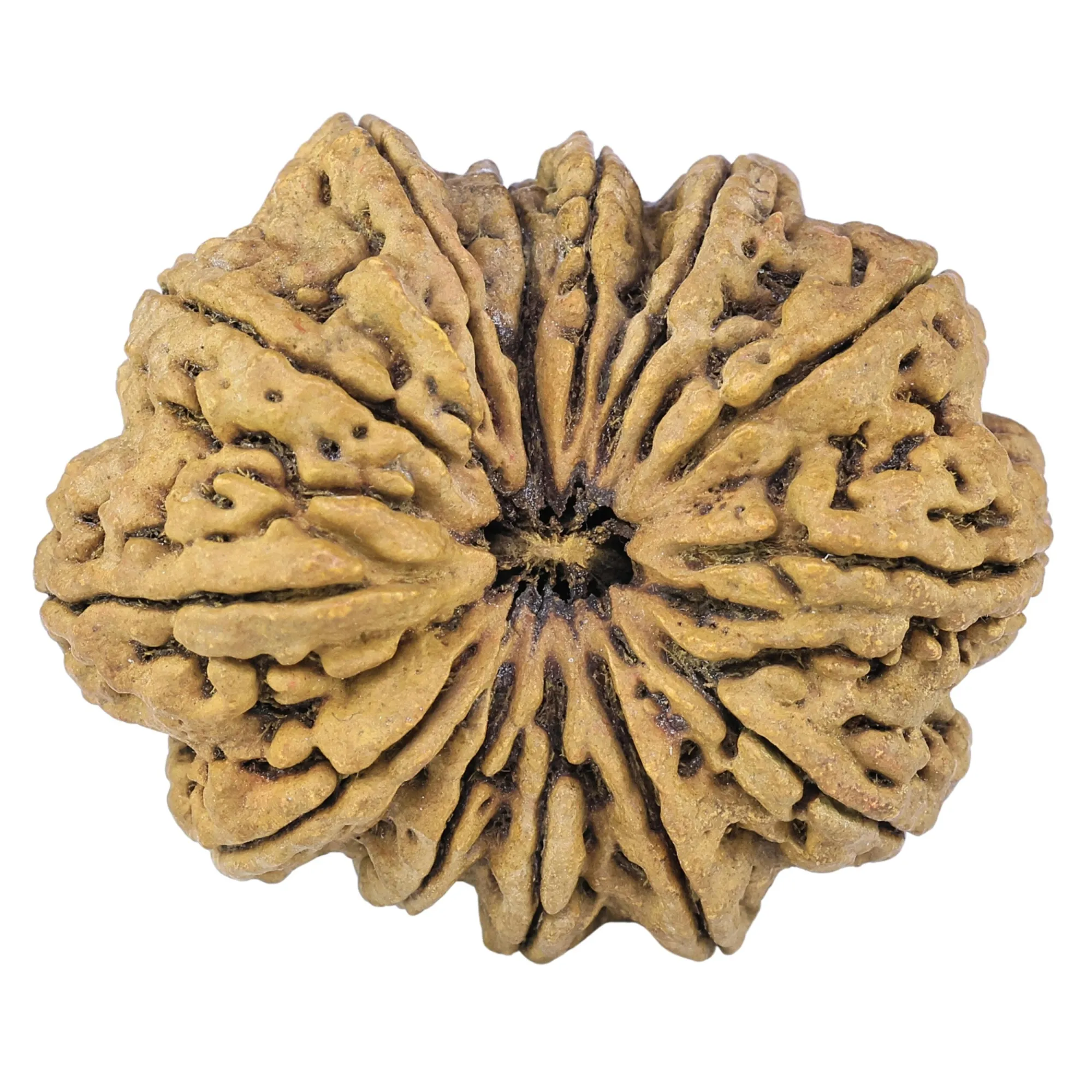 13 Mukhi Rudraksha: Understanding Its Traditional Indra Association, Desire and Personal Confidence