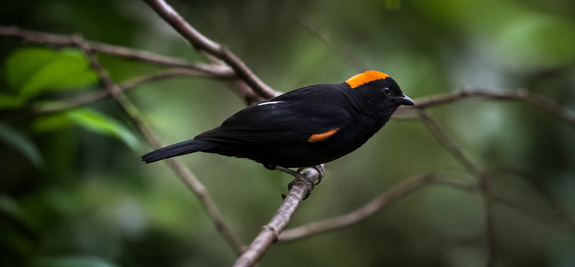 Andaman Birding Tour: Discovering Unique Birds and Island Habitats