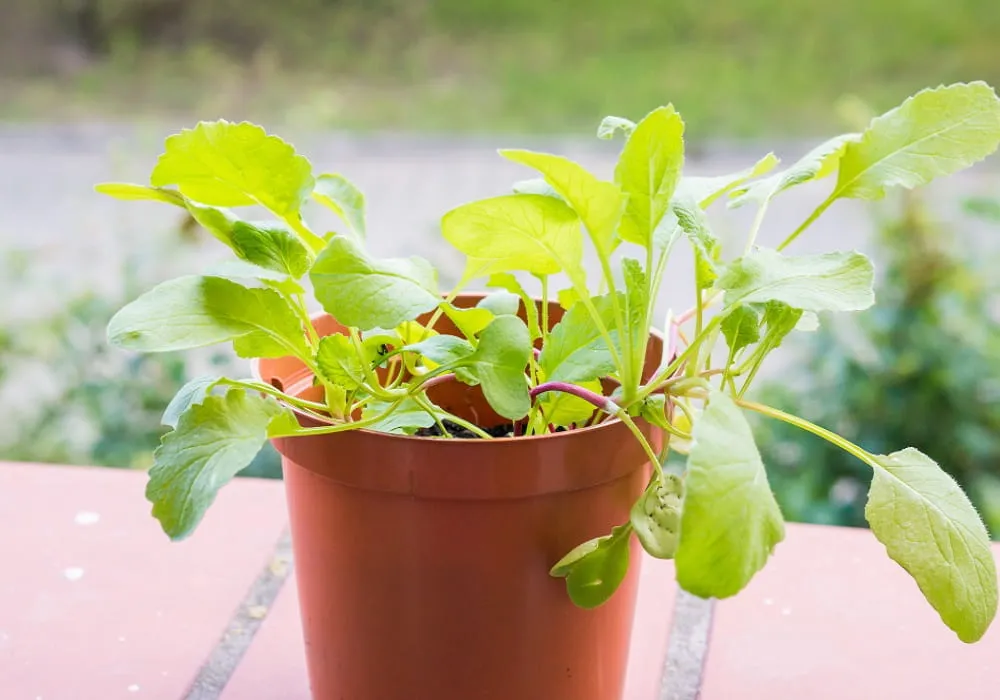 Easy Container Garden Ideas to Make the Most of Small Spaces