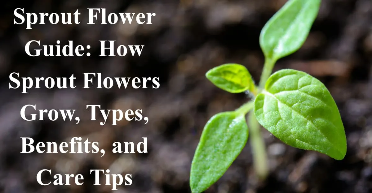 Sprout Flower Guide: How Sprout Flowers Grow, Types, Benefits, and Care Tips