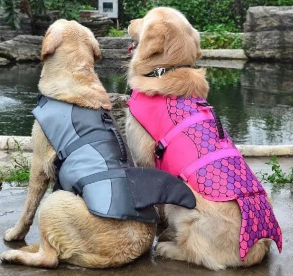 Dog Life Preserver: A Practical Guide to Safer Swimming for Dogs