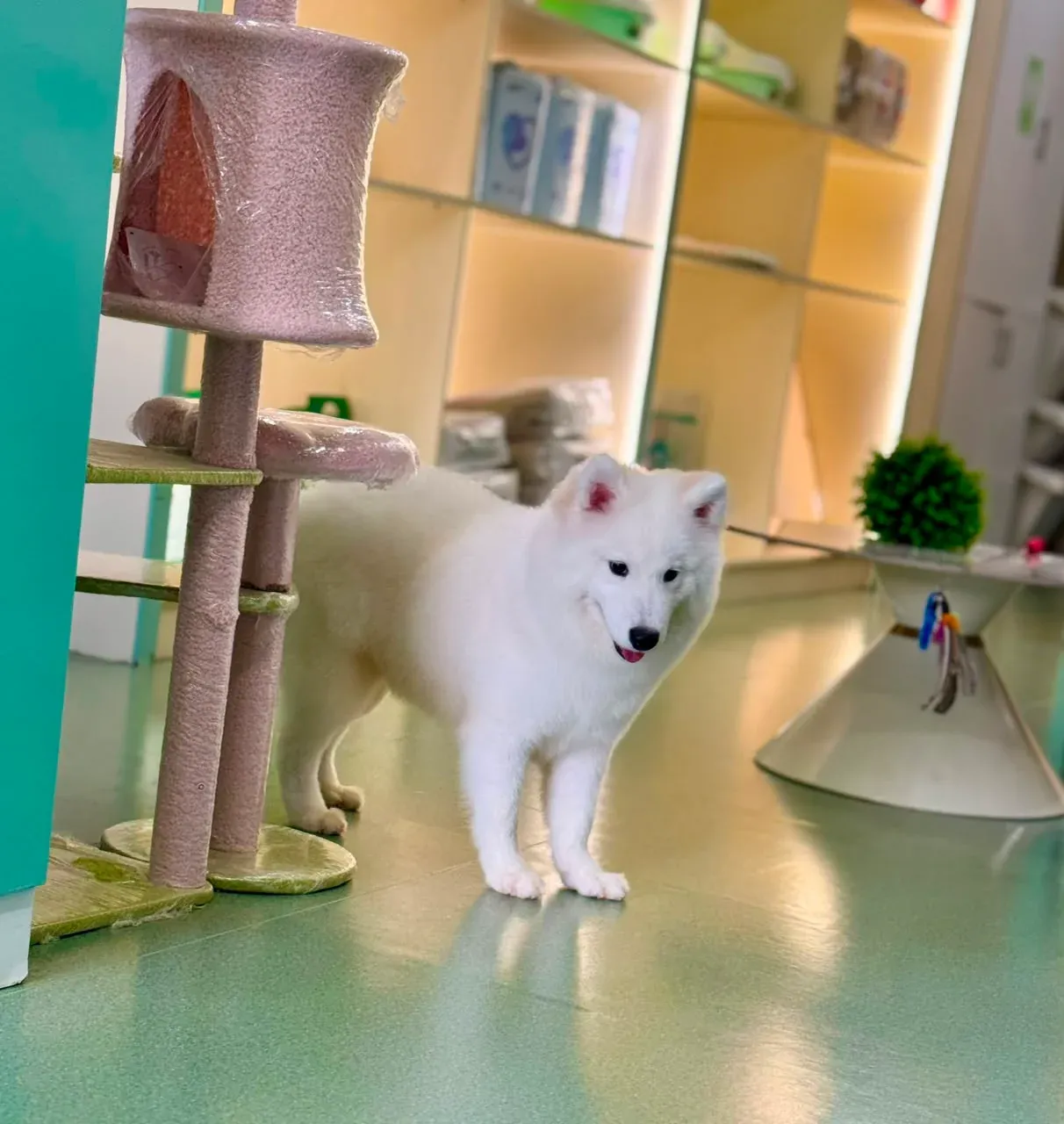 What Should I Check Before Buying a Dog in Dubai?