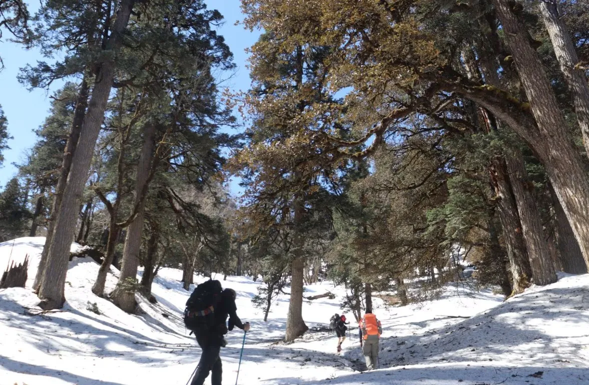Can Beginners Do the Pangarchulla Peak Trek? Difficulty & Fitness Guide