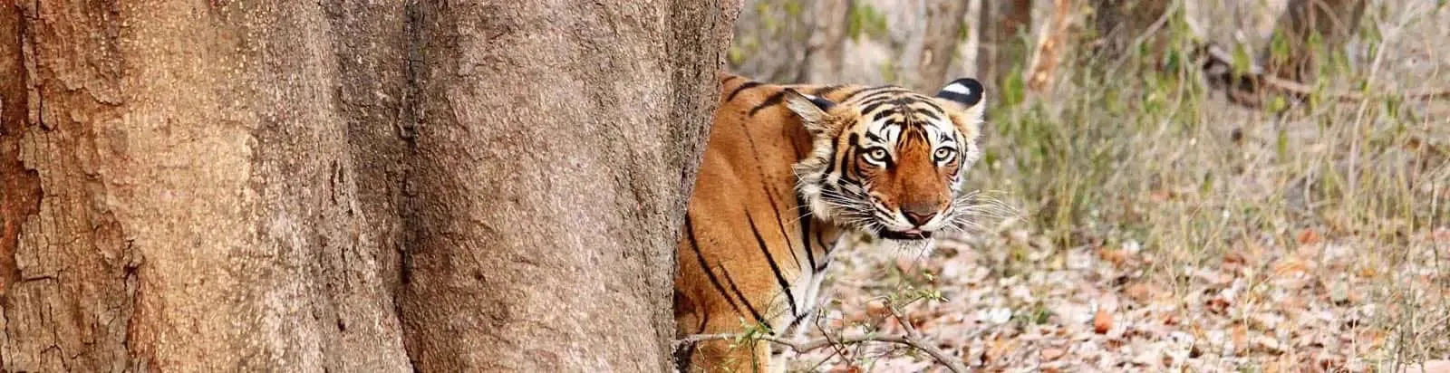 Safari Timing in Ranthambore and the Best Tiger Safari Zones for an Exciting Wildlife Experience