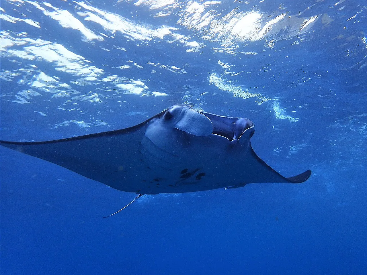 Dykning Bali: Mantaer og mola mola ved Nusa Penida