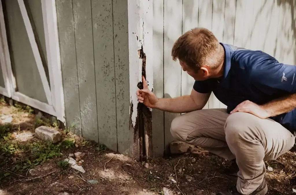 Termite Inspection for Protecting Your Property