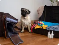 Pet Emergency While Traveling: How to Be Prepared