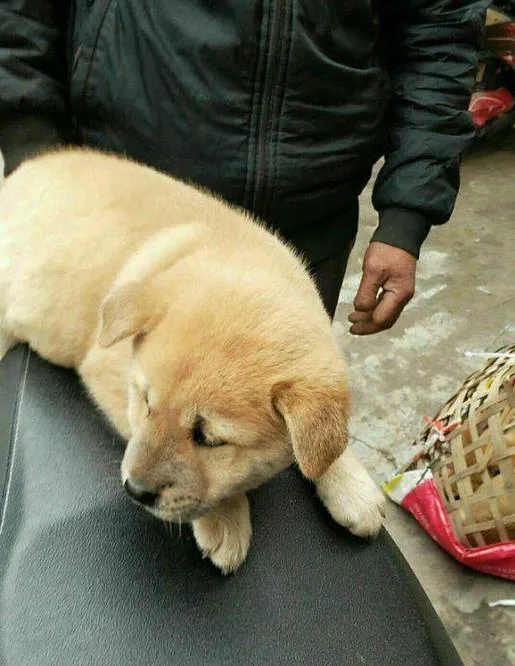 This Dog Costs Just 20 Yuan at the Market—But No One Wants to Buy One