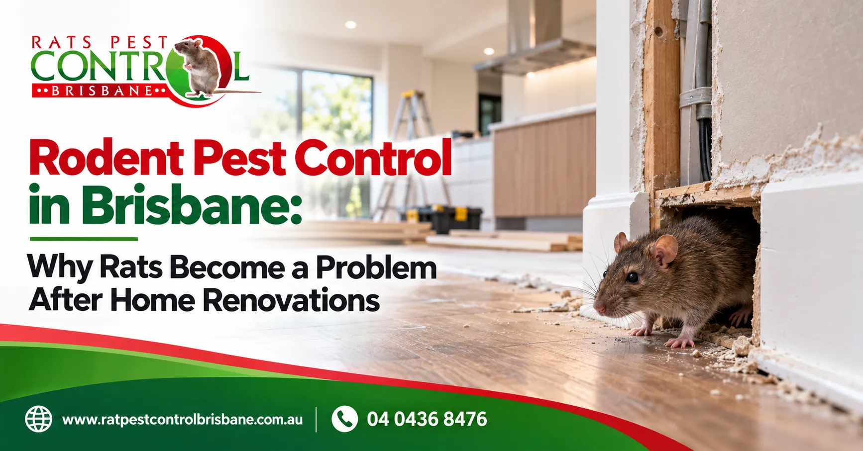 Rodent Pest Control in Brisbane: Why Rats Become a Problem After Home Renovations