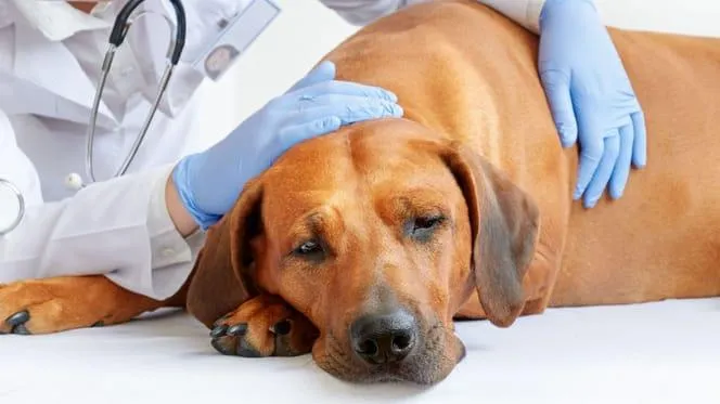 Recognizing When Your Pet Needs Professional Veterinary Care