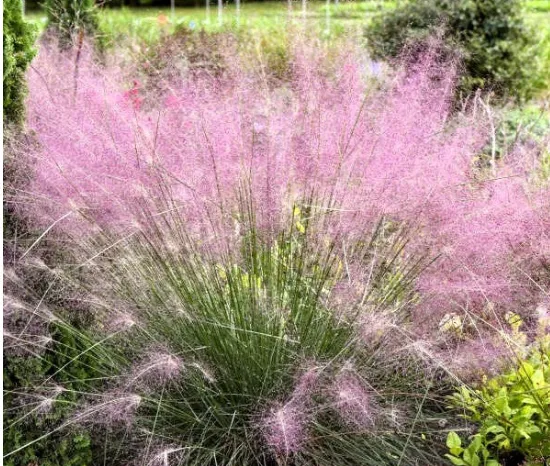 Enhance Landscape Beauty with Pink Muhly Grass for Sale