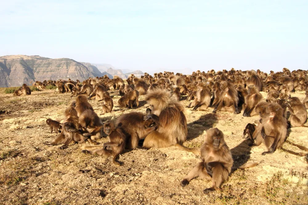 Why the Gelada Monkey Is One of Africa’s Most Fascinating Primates