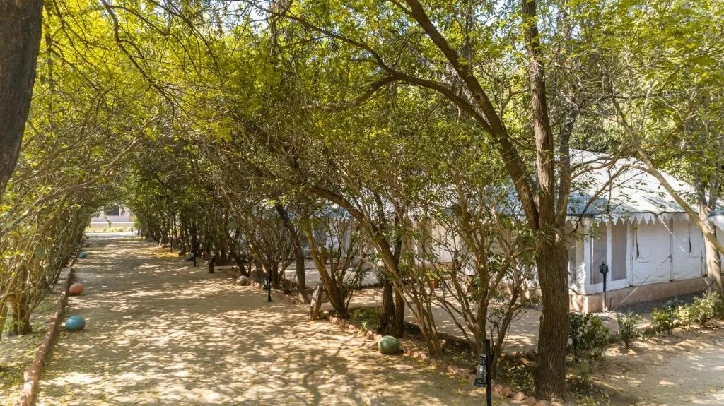 Ranthambore Travel Guide: Where Wildlife, Comfort and Responsible Tourism Come Together