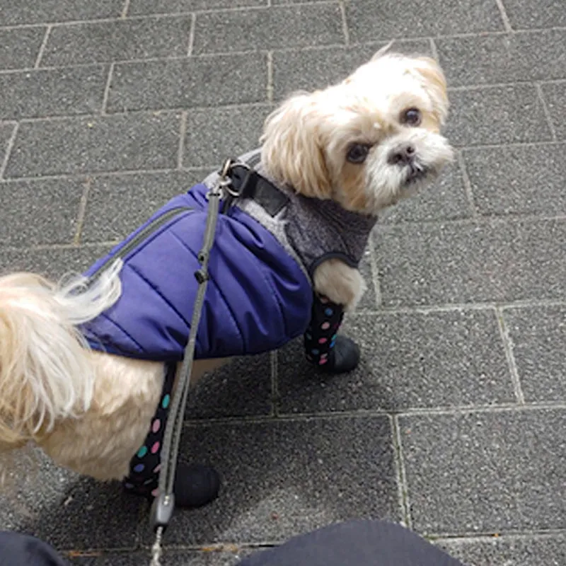 Snow, Ice, or Salt: Does Your Dog Need Shoes for Cold Weather?