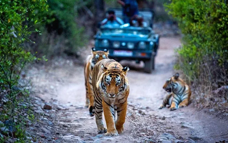 Ranthambore Winter Travel Guide: Tips & Itinerary