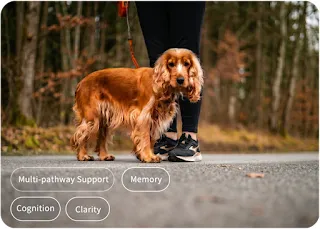 I Panicked When I Couldn't Recall if My Dog Went Potty During Our Morning Walk