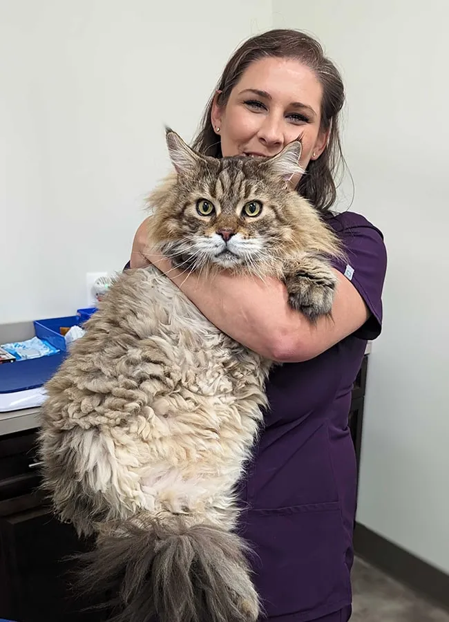 What Can a Veterinarian Check During a Preventive Pet Examination?