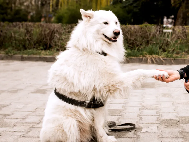 Are Golden Retrievers Good for First Time Owners?