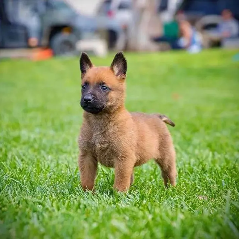 Belgian Malinois Puppies For Sale: The Ultimate Buyer's Guide