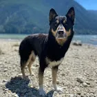 Is Pumpkin Safe for Dogs? 4 Fall Treats to Bake Today