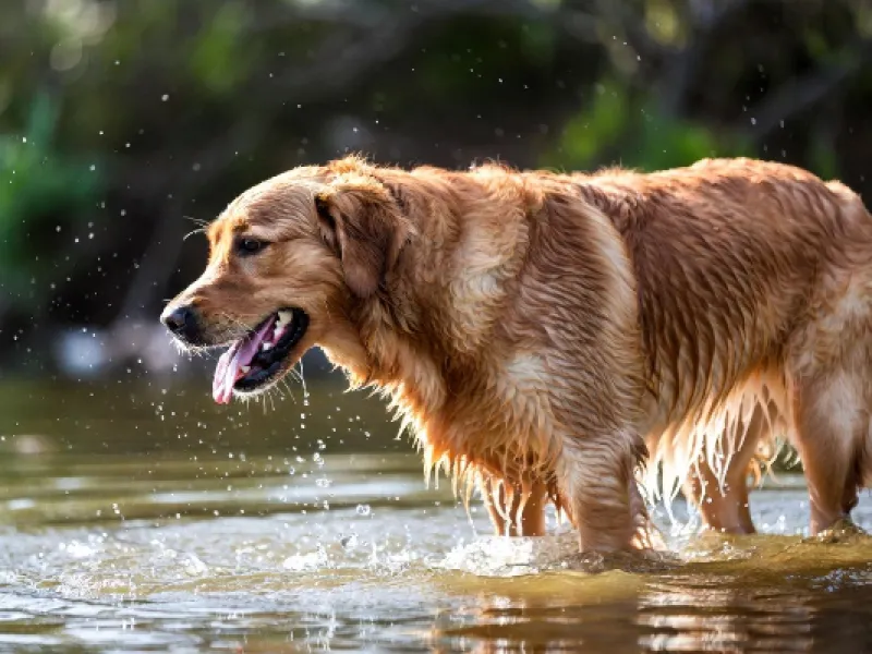 Do Golden Retrievers Like Water Naturally? Step-by-Step Guide