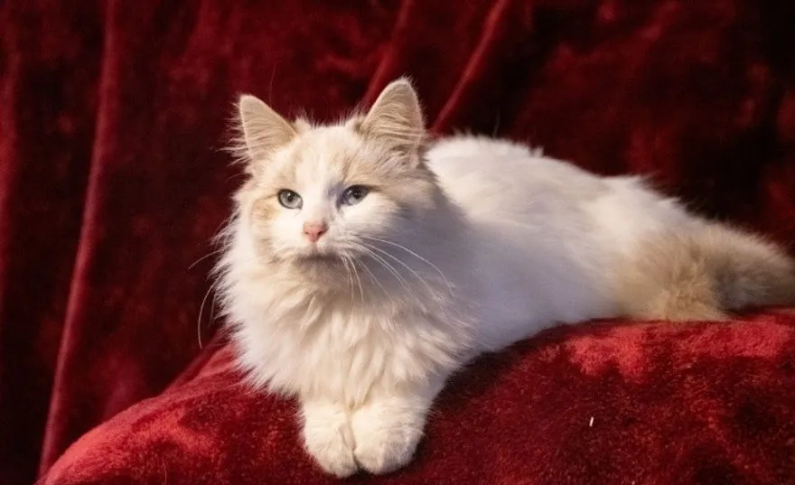Tips for Screening and Purchasing Healthy White Siberian Kittens in Washington Catteries
