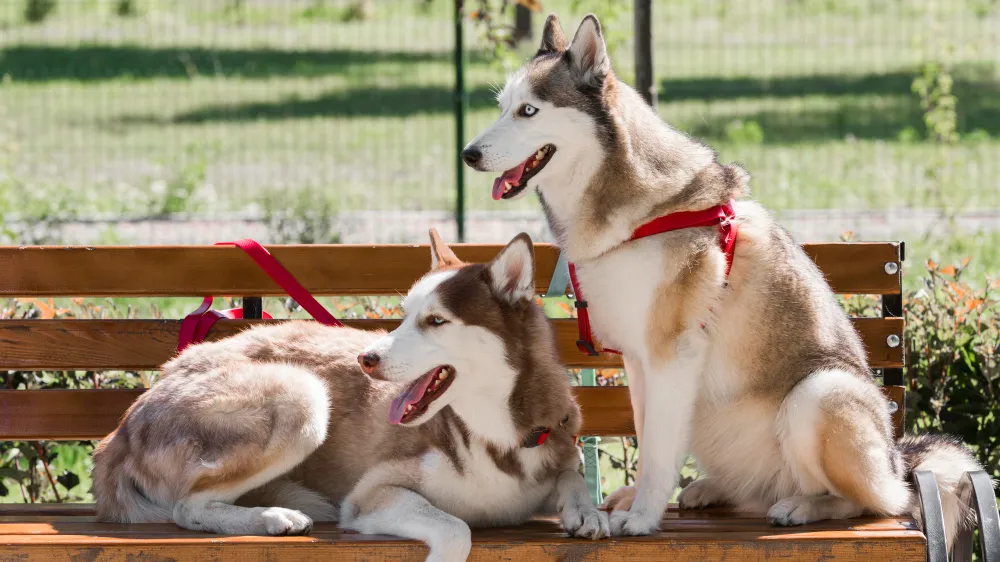 Dogs for Sale in Dubai: What the Buyer Needs to Know Before Bringing Them Home