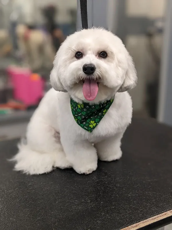Mobile Dog Grooming Denver CO: Your Pre-Booking Checklist