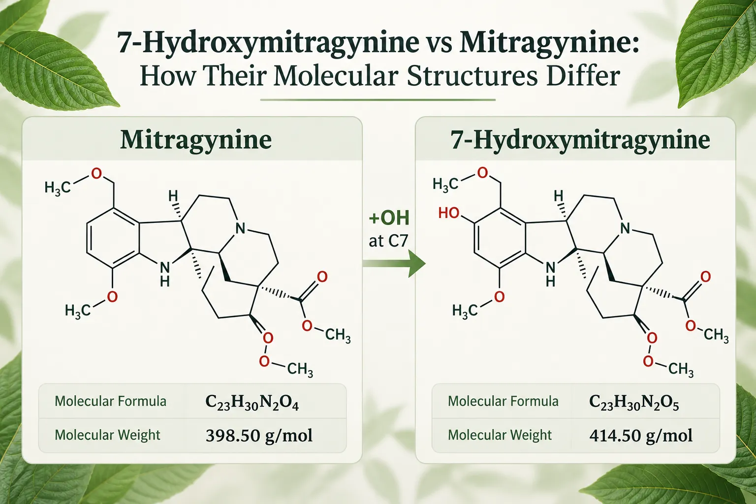 7-Hydroxymitragynine vs Mitragynine: How Their Molecular Structures Differ