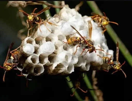 When Should You Call a Professional Wasp Exterminator?