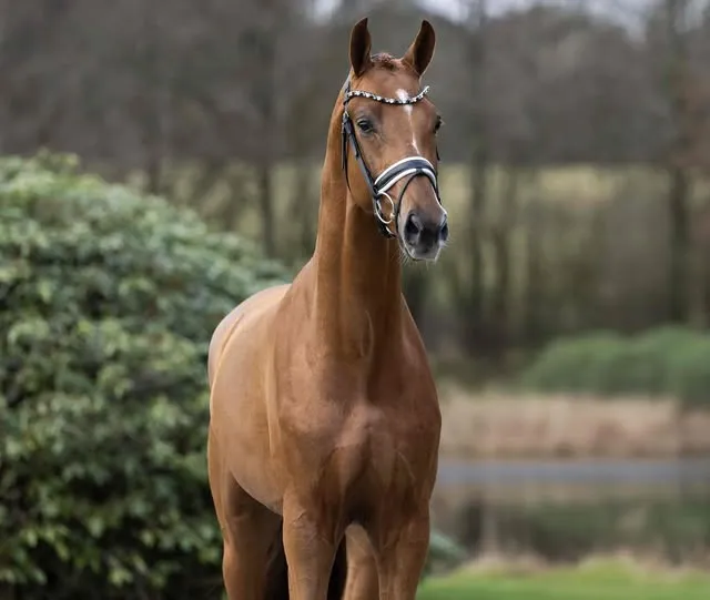 Foals for Sale in Belgium: What to Look for When Choosing a Young Horse