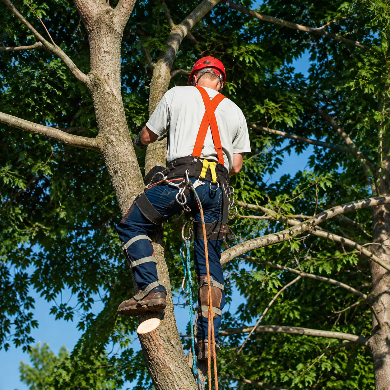 Can a Landscaper Legally Cut Trees in CT, or Do You Need a Licensed Arborist?